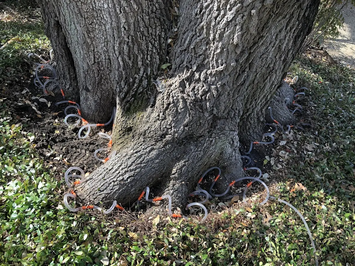 Detailed Tree Cabling and Bracing job site in Apple River