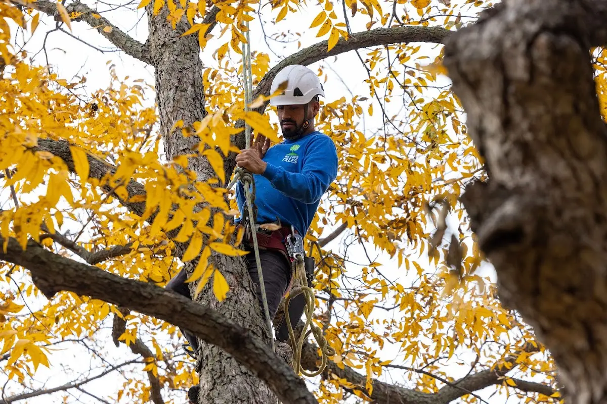 Skilled Tree Trimming crew working in Apple River